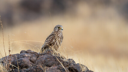 The common kestrel (Falco tinnunculus)