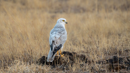 The pale or pallid harrier (Circus macrourus)