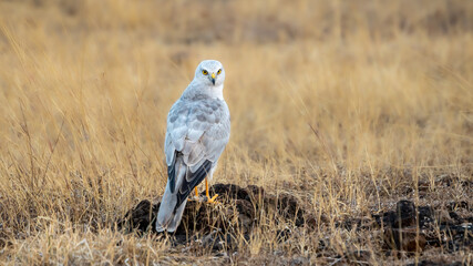 The pale or pallid harrier (Circus macrourus)