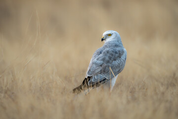 The pale or pallid harrier (Circus macrourus)