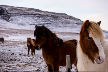 imagen de unos caballos marrones en un entorno nevado 
