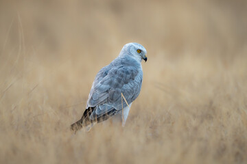 The pale or pallid harrier (Circus macrourus)