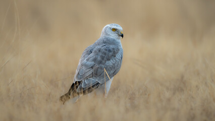 The pale or pallid harrier (Circus macrourus)