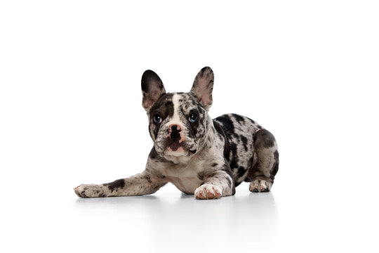 Different eye color. Studio image of French bulldog in spotted color calmly lying and looking at camera over white background. Concept of domestic animal, pet care, motion, action, animal life.
