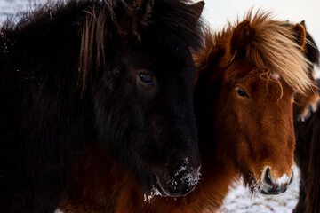imagen de dos caballos, uno negro con el pelaje marrón y otro marrón con los ojos oscuros - obrazy, fototapety, plakaty
