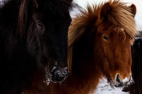 imagen de dos caballos, uno marr&oacute;n y otro negro, en un entorno nevado 