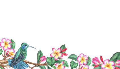 Watercolor illustration. Hummingbird sits on a blooming plumeria branch. Tropical exotic bird and frangipani. Isolated on a white background. Rectangular space for text with a picture below