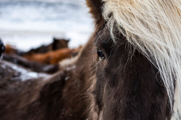 imagen detalle ojo de caballo negro con el flequillo rubio claro y otros caballos de fondo - obrazy, fototapety, plakaty
