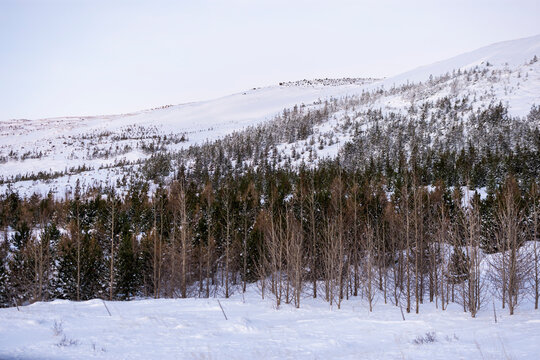 imagen de un paisaje nevado con pinos secos y verdes en la montaña y el cielo blanco