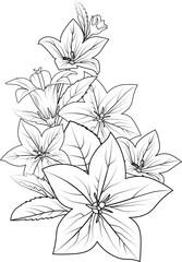 chilean bellflower copious tattoo, Coloring pages for adults, hand drawing bellflower sketch art of balloon flow line art vector illustration, floral garden for beautiful design. Bluebell line drawing