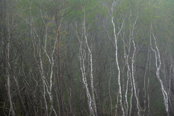 White bark of trees - Birch forest by the Baltic Sea / Biała kora drzew - las Brzozowy nad Morzem Bałtyckim 