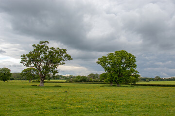 Oak trees in the meadow.