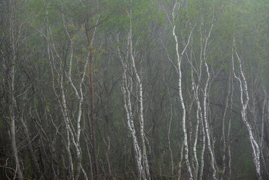 White bark of trees - Birch forest by the Baltic Sea / Biała kora drzew - las Brzozowy nad Morzem Bałtyckim © LukaszB