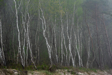 White bark of trees - Birch forest by the Baltic Sea / Biała kora drzew - las Brzozowy nad Morzem Bałtyckim 