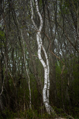White bark of trees - Birch forest by the Baltic Sea / Biała kora drzew - las Brzozowy nad Morzem Bałtyckim  - obrazy, fototapety, plakaty