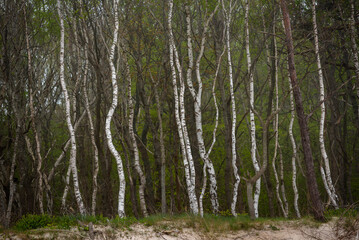 White bark of trees - Birch forest by the Baltic Sea / Biała kora drzew - las Brzozowy nad Morzem Bałtyckim  - obrazy, fototapety, plakaty