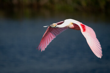 roseate spoonbill
