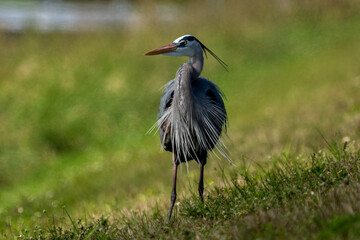 great blue heron ardea cinerea