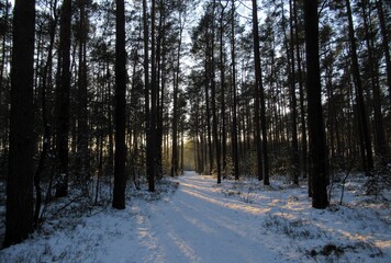 Naklejka premium Las, zima, śnieg, winter