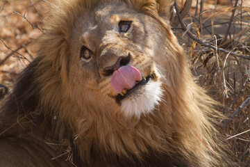 Lenny licking, Madikwe Game Reserve