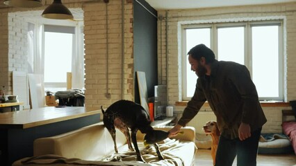 A young millennial man is playing in an apartment with his dogs, which he took from an animal shelter. Caring and loving owner for adult hunting dogs. High quality 4k footage