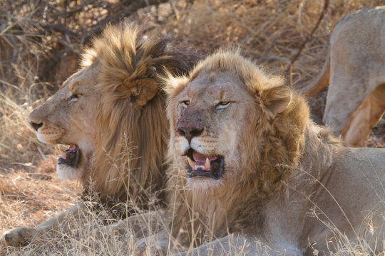Two male lions, Madikwe Game Reserve