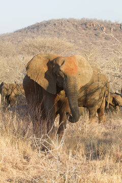 Elephant, Madikwe Game Reserve
