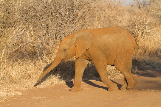 Baby elephant,  Madikwe Game Reserve