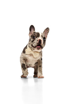 Happy pet. Studio image of purebred French bulldog in spotted color posing with bow tie over white background. Concept of domestic animal, pet care, motion, action, animal life. Copy space for ad