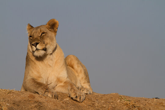 Lioness. Madikwe Game Reserve