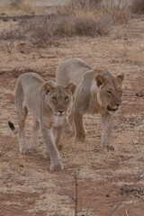 Naklejka na ściany i meble Lions, Madikwe Game Reserve