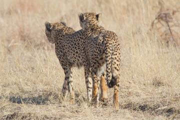 Naklejka na ściany i meble Two Cheetahs, Madikwe Game Reserve