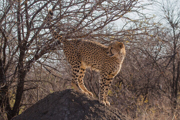 Cheetah, Madikwe Game Reserve
