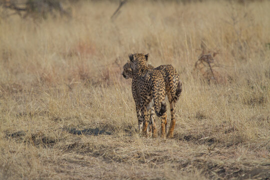 Cheetah brothers, Madikwe Game Reserve