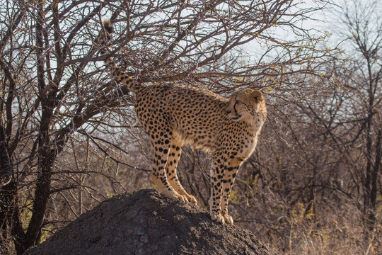 Cheetah, Madikwe Game Reserve