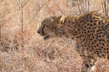 Cheetah, Madikwe Game Reserve