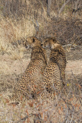 Brothers, Madikwe Game Reserve
