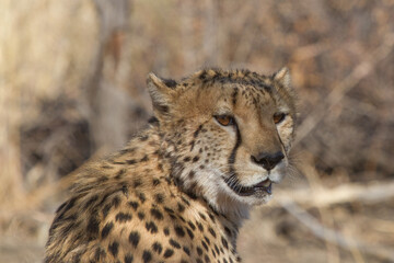 Cheetah, Madikwe Game Reserve
