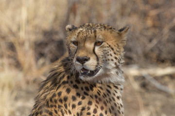 Cheetah, Madikwe Game Reserve
