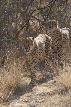 Brothers, Madikwe Game Reserve