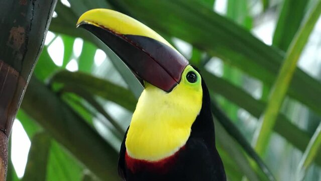 Tuc&aacute;n alimentadose de semillas, tuc&aacute;n del choco, aves de Colombia