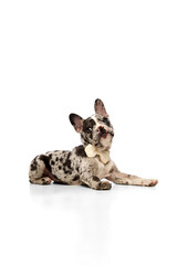 Studio image of beautiful purebred French bulldog in spotted color in bow tie lying on floor over white background. Concept of domestic animal, pet care, motion, action, animal life. Copy space for ad