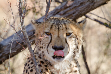 Cheetah licking his lips, Madikwe Game Reserve