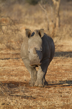 White Rhino, Madikwe Game Reserve