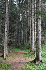 footpath in the mountain among the trees