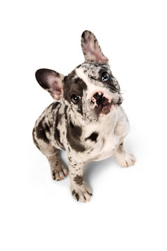 Top view. Studio image of purebred French bulldog in spotted color sitting and looking at camera over white background. Domestic animal, pet care, motion, action, animal life. Copy space for ad