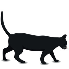 The black cat is walking and following the scent trail.