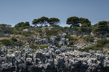landscape with trees