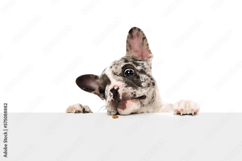 Wall mural sniffing food. studio image of purebred french bulldog in spotted color peeking out table over white