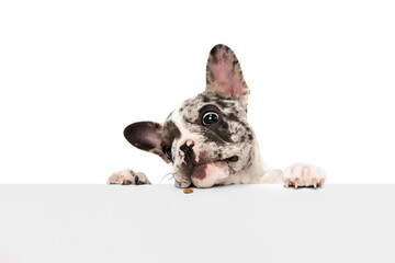 Sniffing food. Studio image of purebred French bulldog in spotted color peeking out table over...